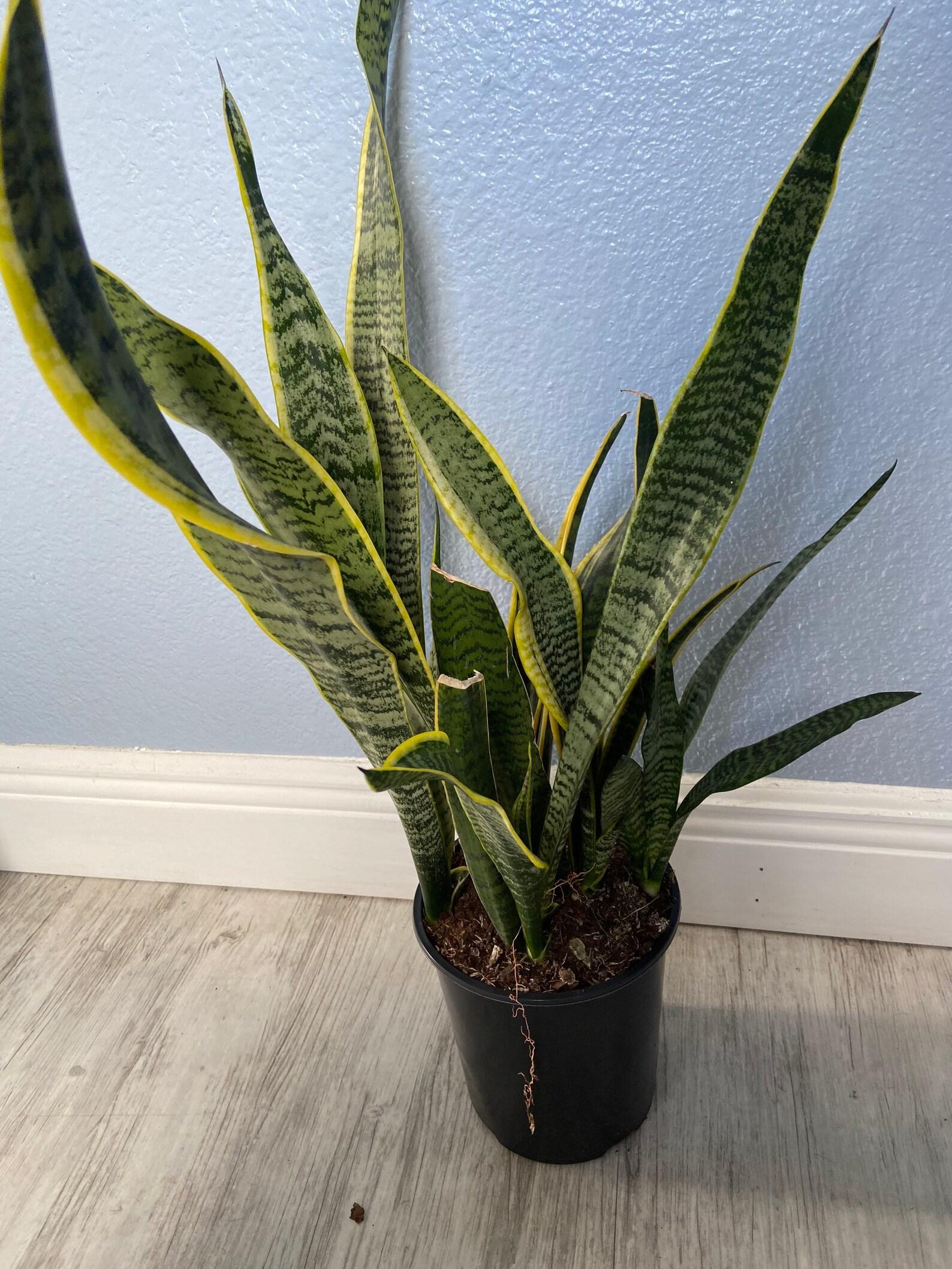 Sansevieria Trifasciata Laurentii - View 17 from www redcrocus com