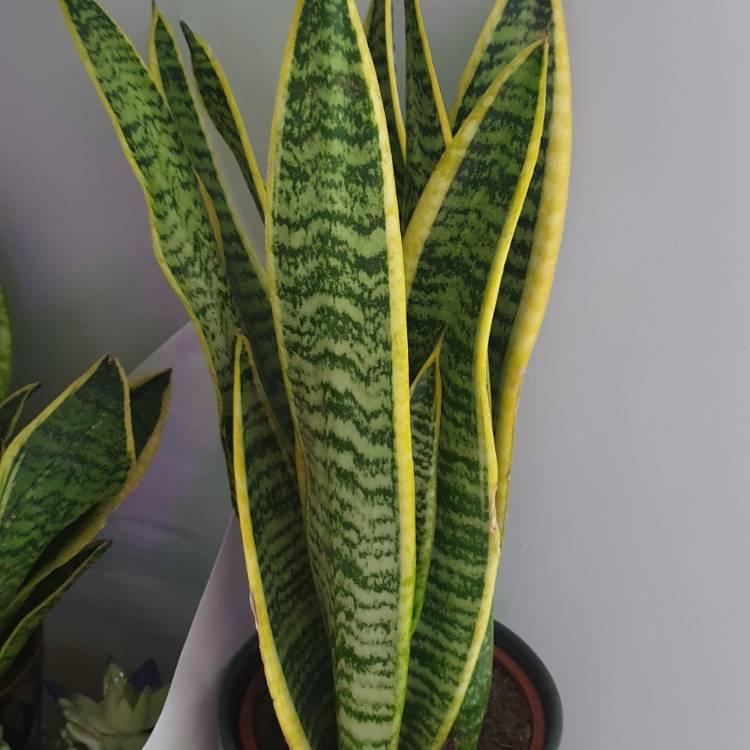 Sansevieria Trifasciata Laurentii - View 19 from www redcrocus com