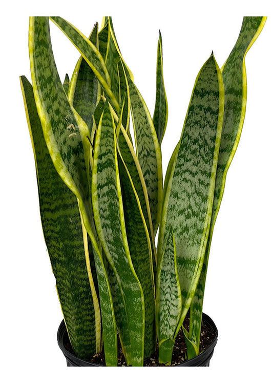 Sansevieria Trifasciata Laurentii - View 1 from www redcrocus com
