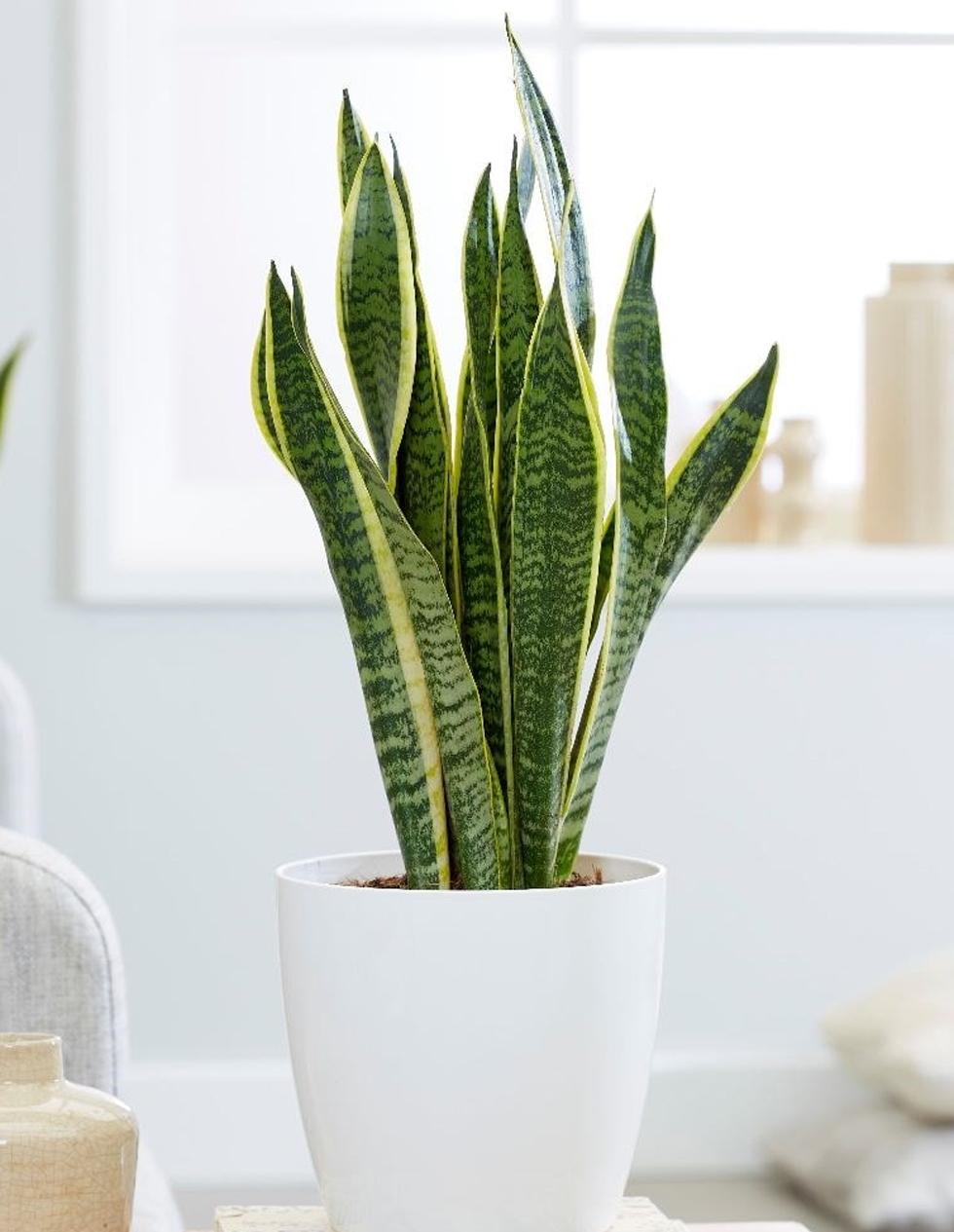 Sansevieria Trifasciata Laurentii - View 3 from www redcrocus com