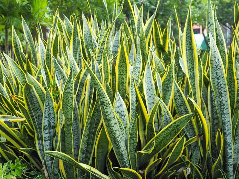Sansevieria Trifasciata Laurentii - View 3 from www redcrocus com