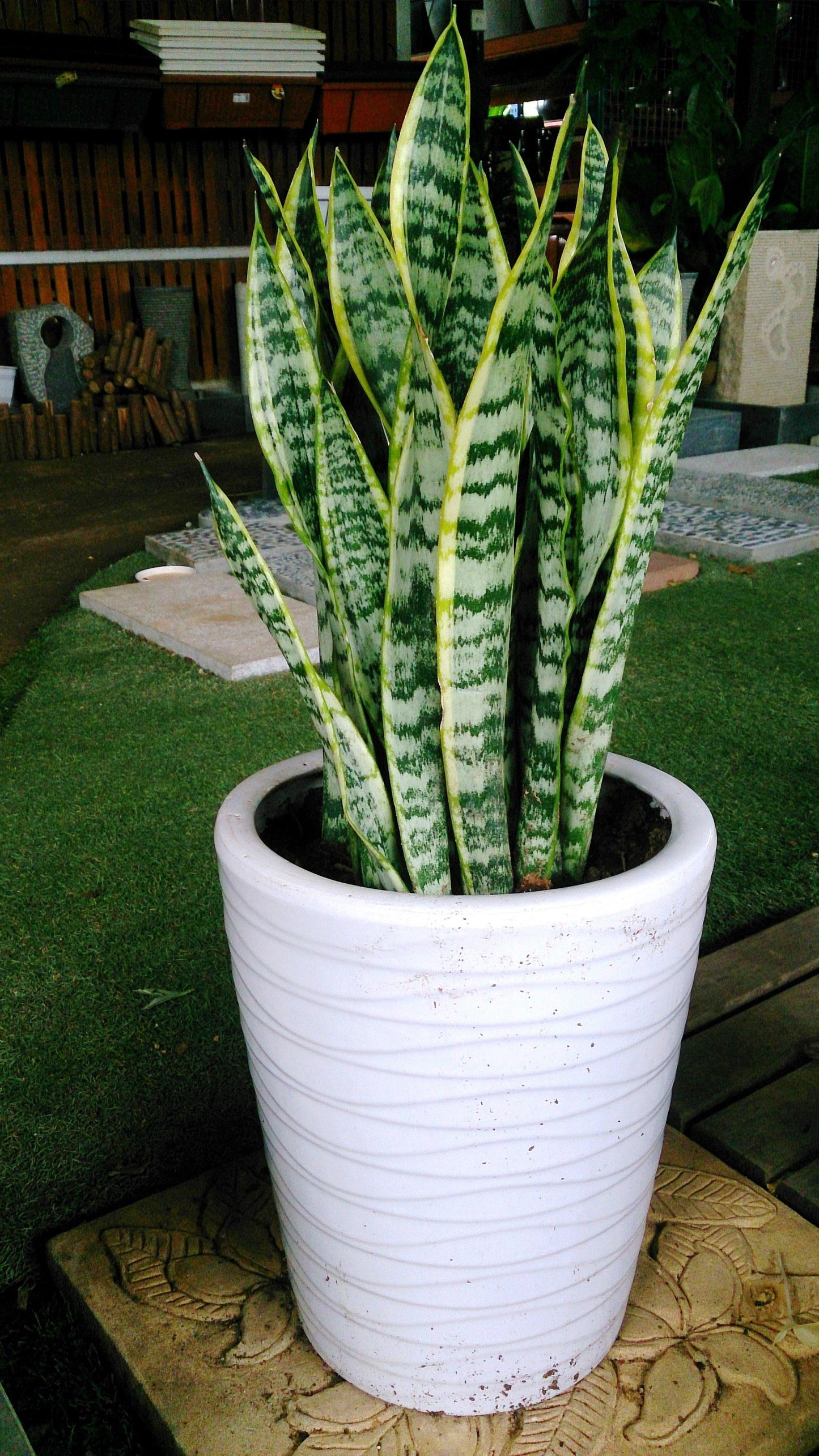 Sansevieria Trifasciata Laurentii - View 5 from www redcrocus com
