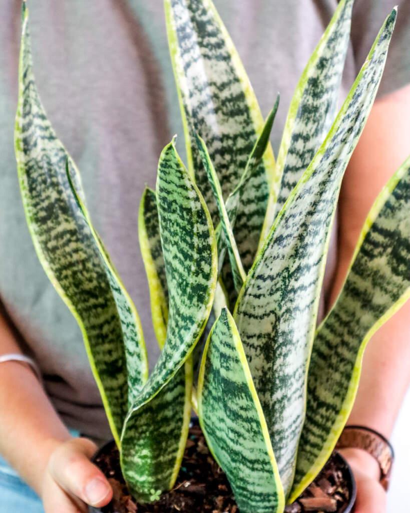 Sansevieria Trifasciata Laurentii - View 6 from www redcrocus com