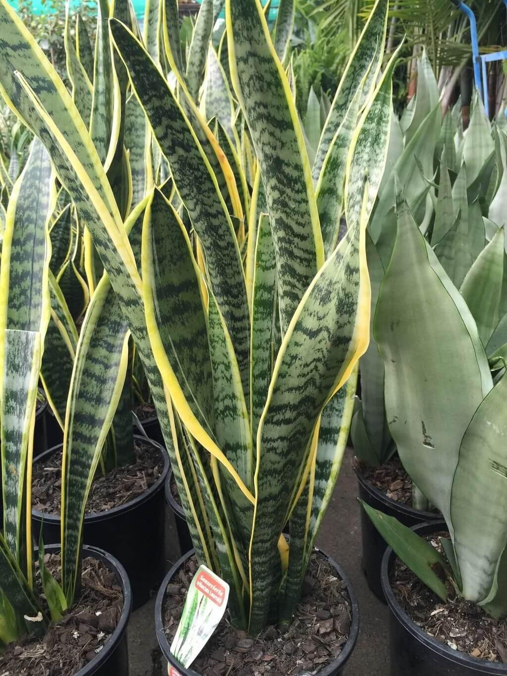 Sansevieria Trifasciata Laurentii - View 7 from www redcrocus com