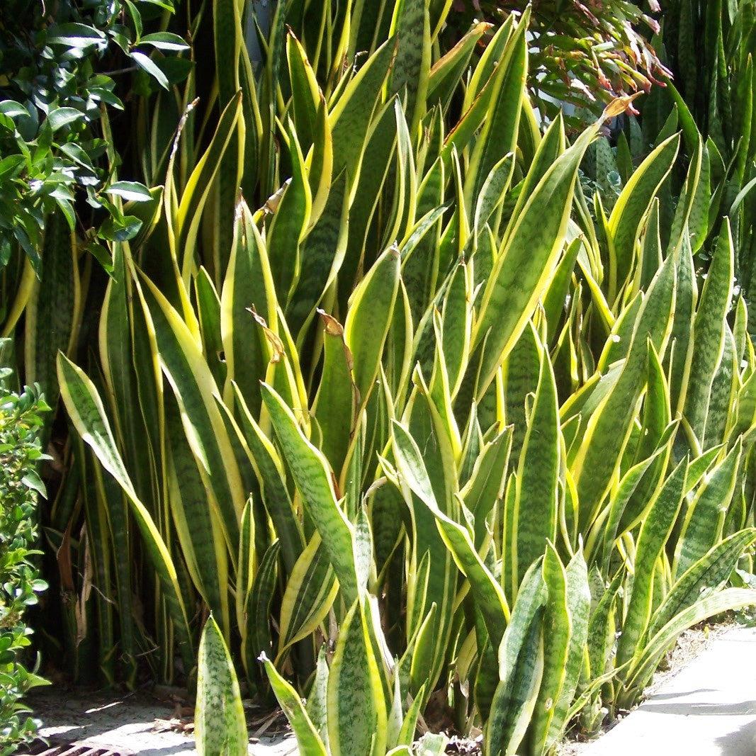 Sansevieria Trifasciata Laurentii - View 8 from www redcrocus com