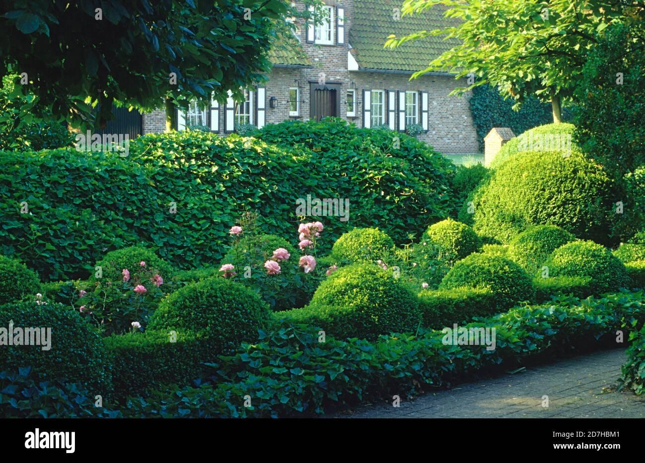 Hedera Helix Hoop Topiary - View 10 from www redcrocus com