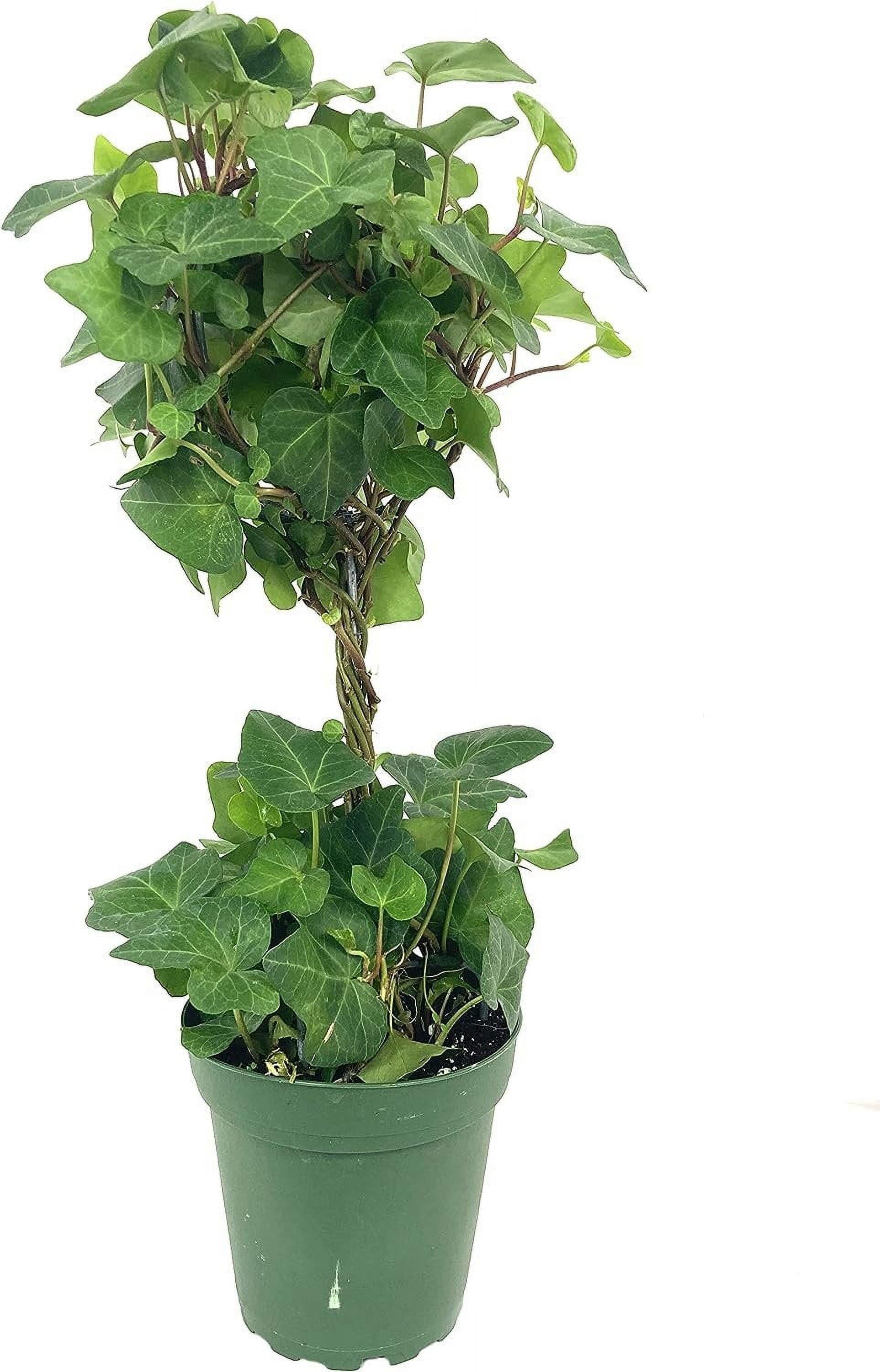 Hedera Helix Hoop Topiary - View 15 from www redcrocus com