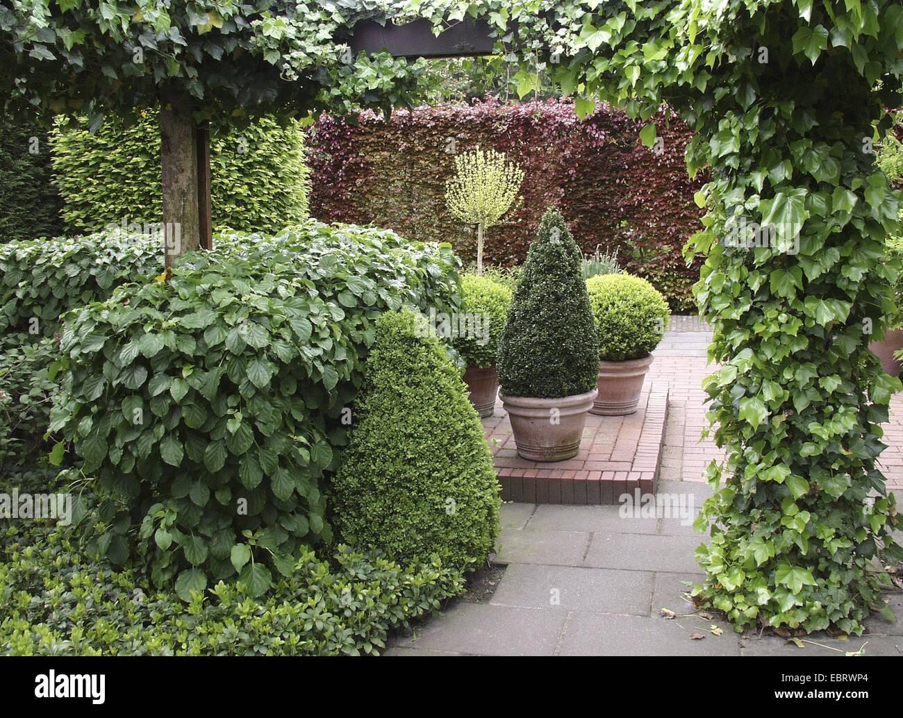 Hedera Helix Hoop Topiary - View 16 from www redcrocus com