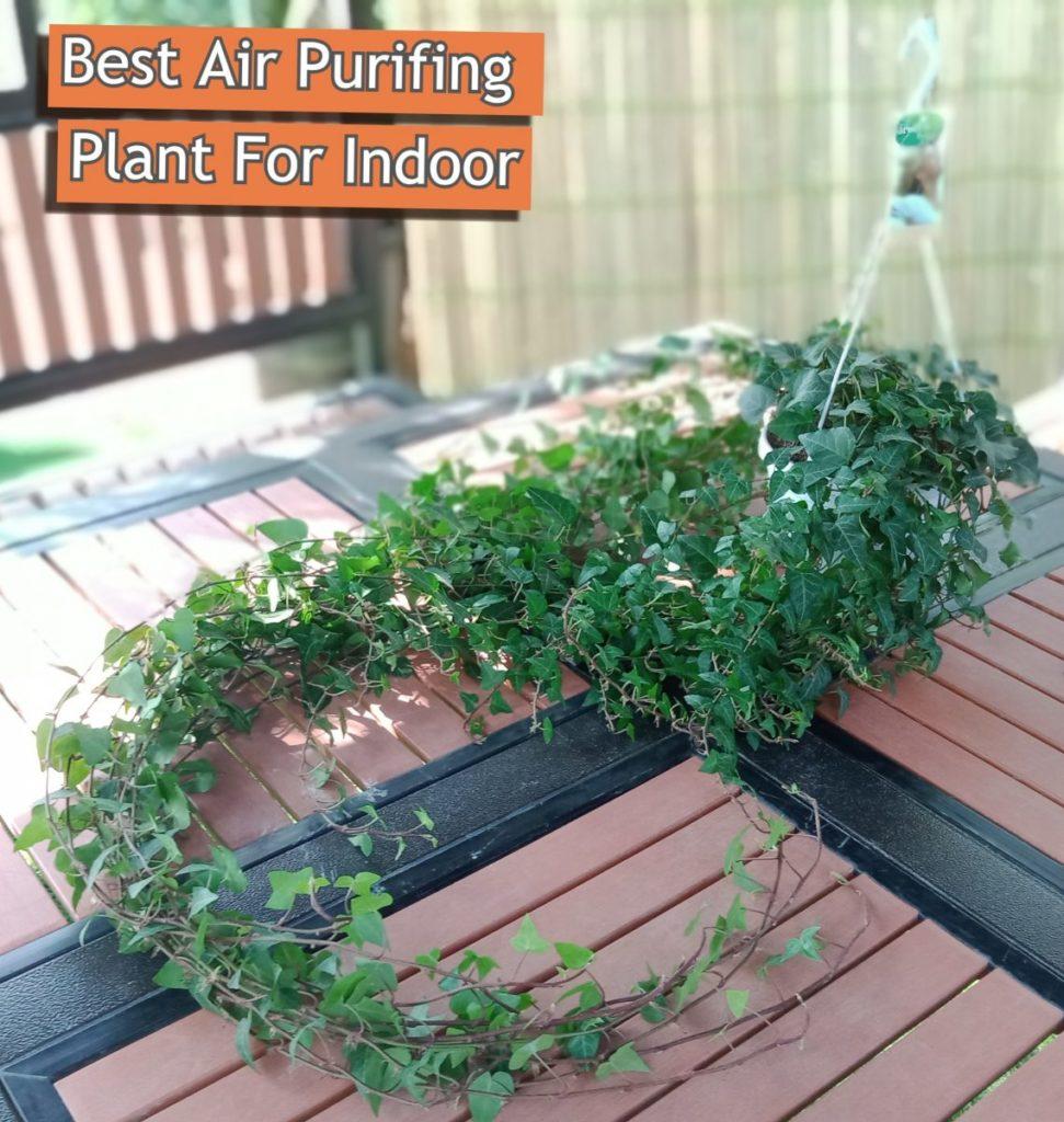 Hedera Helix Hoop Topiary - View 17 from www redcrocus com