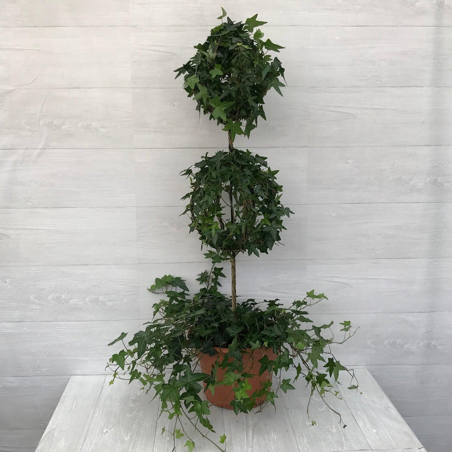 Hedera Helix Hoop Topiary - View 2 from www redcrocus com
