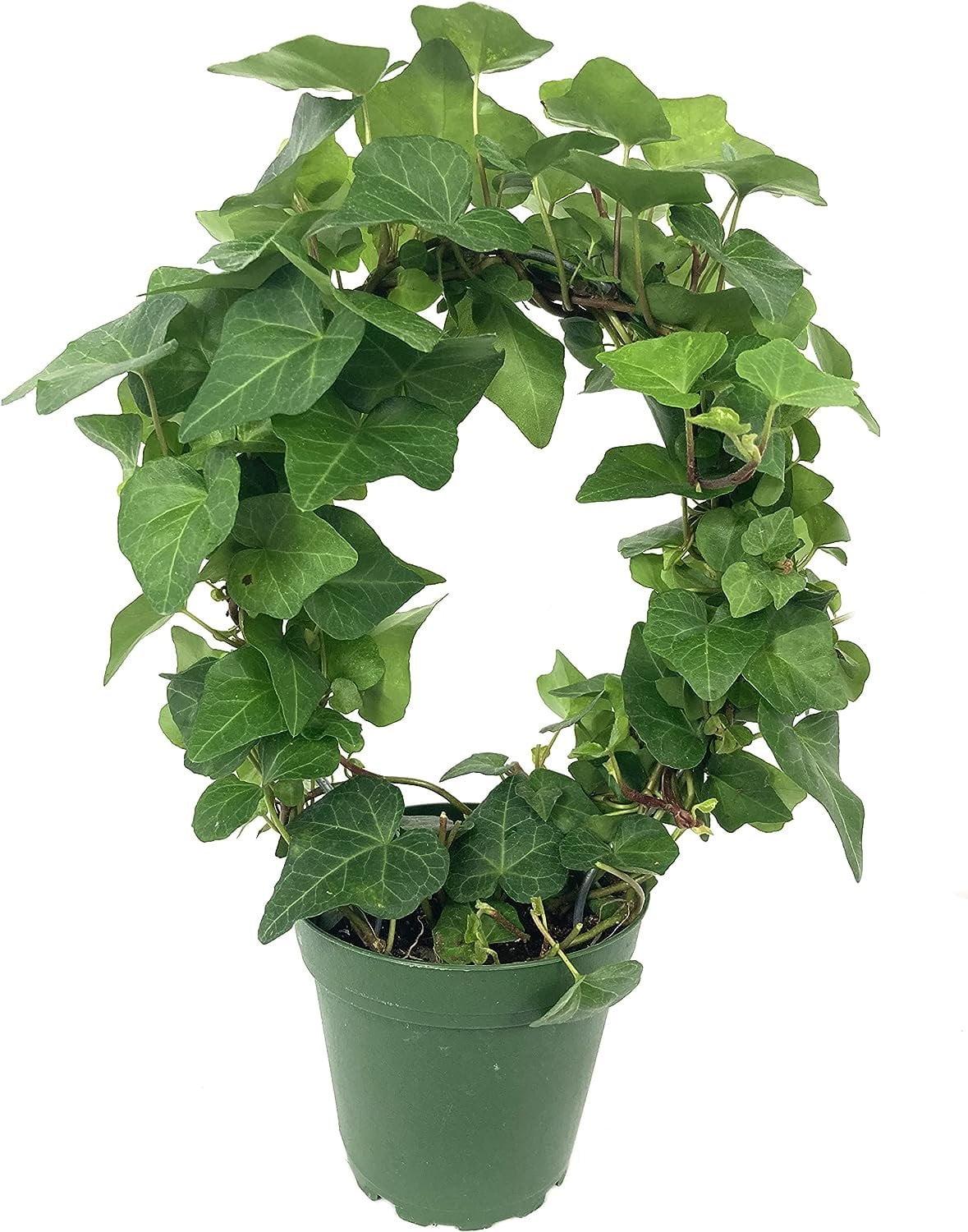 Hedera Helix Hoop Topiary - View 3 from www redcrocus com