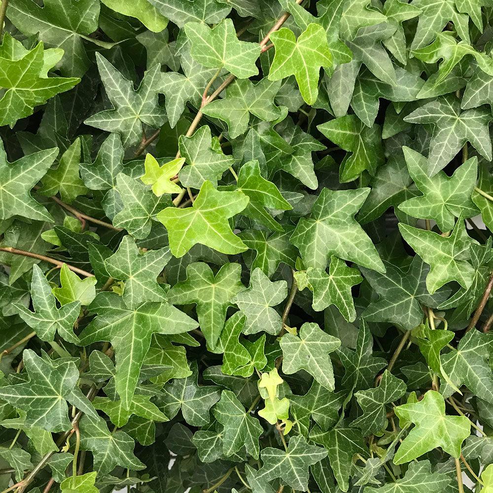 Hedera Helix Hoop Topiary - View 4 from www redcrocus com