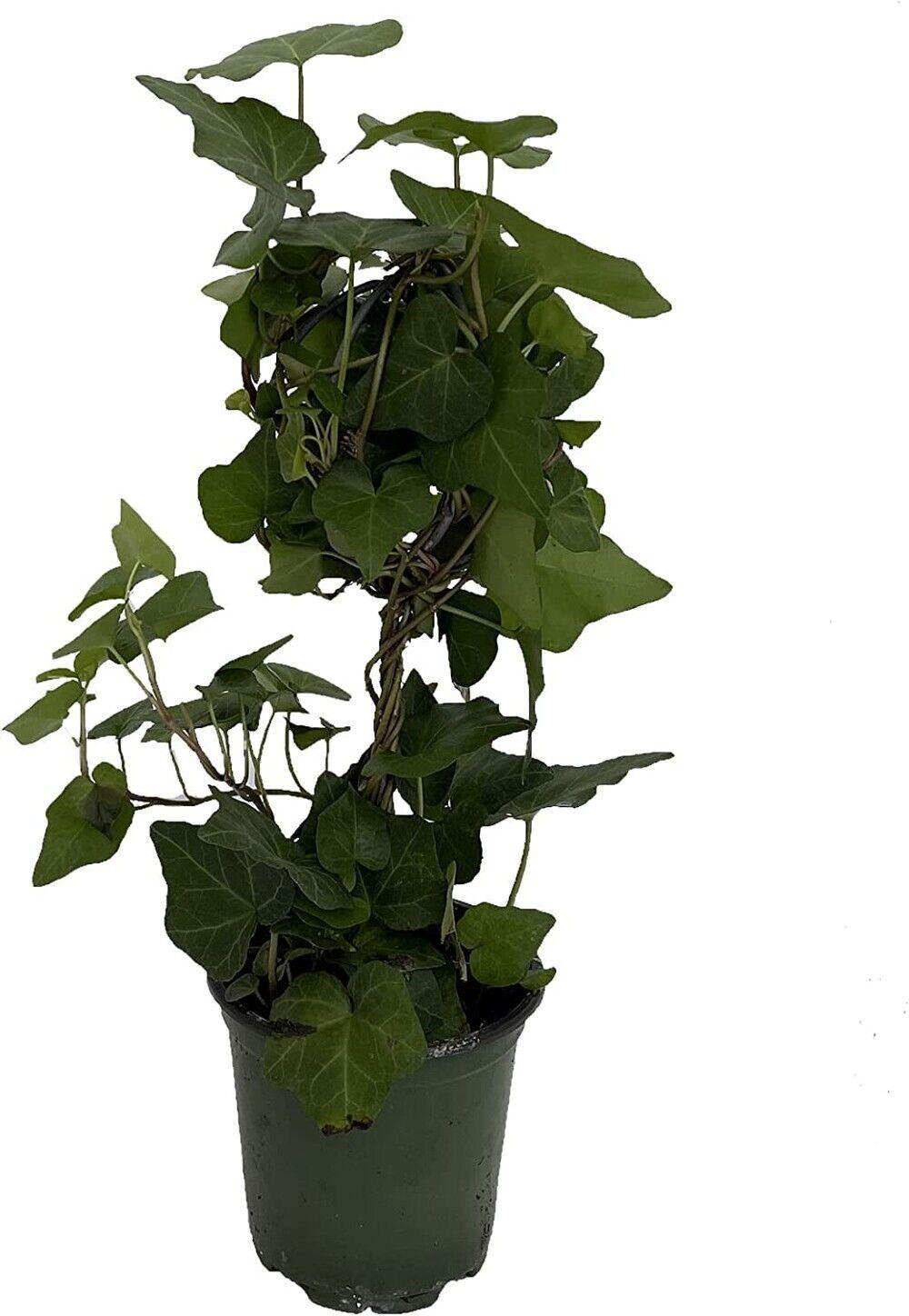 Hedera Helix Hoop Topiary - View 5 from www redcrocus com