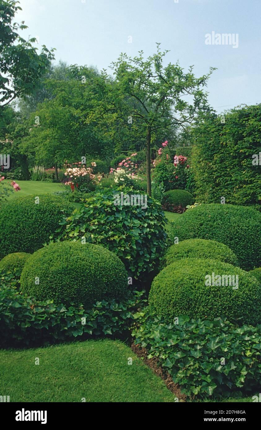 Hedera Helix Hoop Topiary - View 6 from www redcrocus com