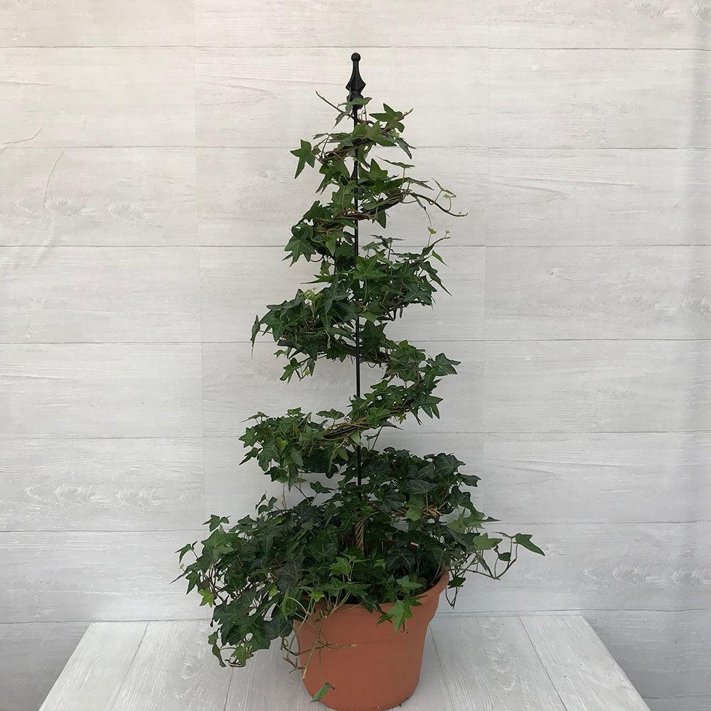 Hedera Helix Hoop Topiary - View 7 from www redcrocus com