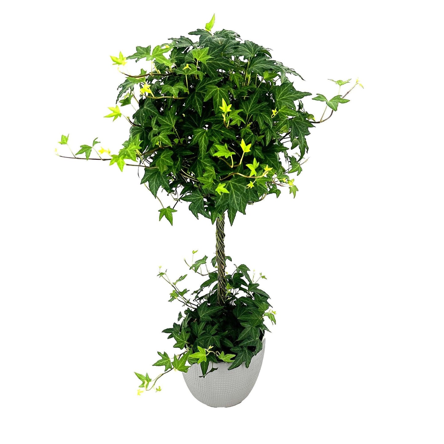 Hedera Helix Hoop Topiary - View 8 from www redcrocus com
