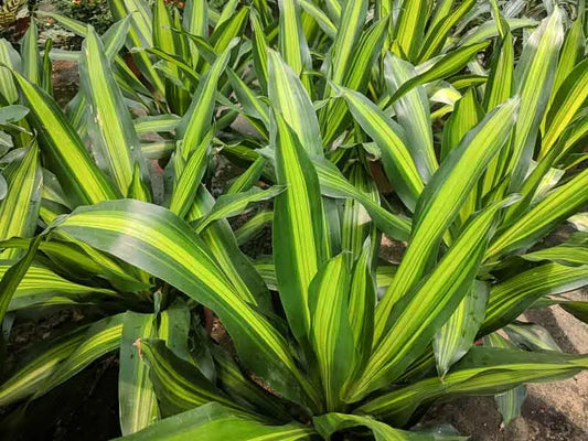 Dracaena Fragrans 'massangeana' - View 1 from www redcrocus com