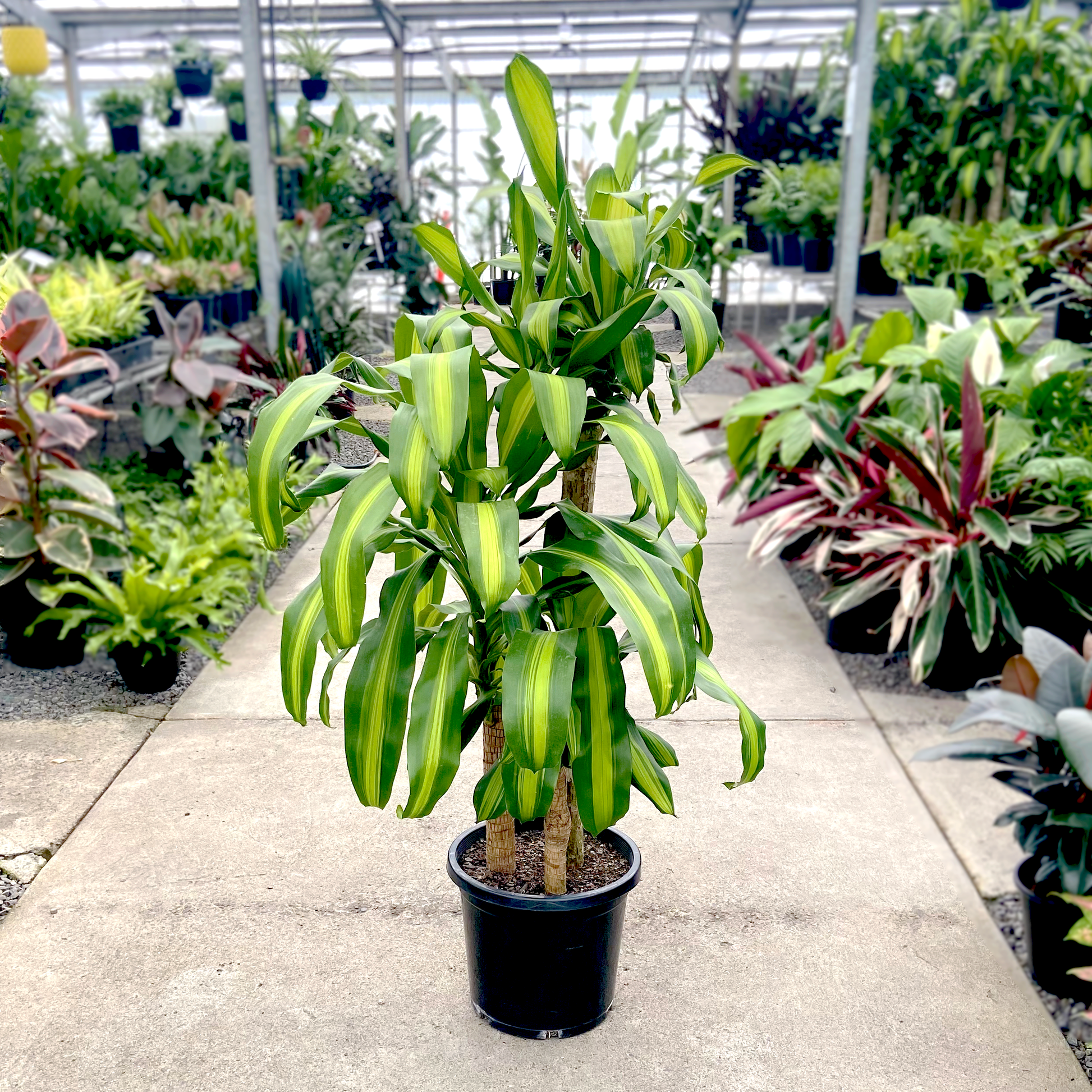 Dracaena Fragrans 'massangeana' - View 8 from www redcrocus com