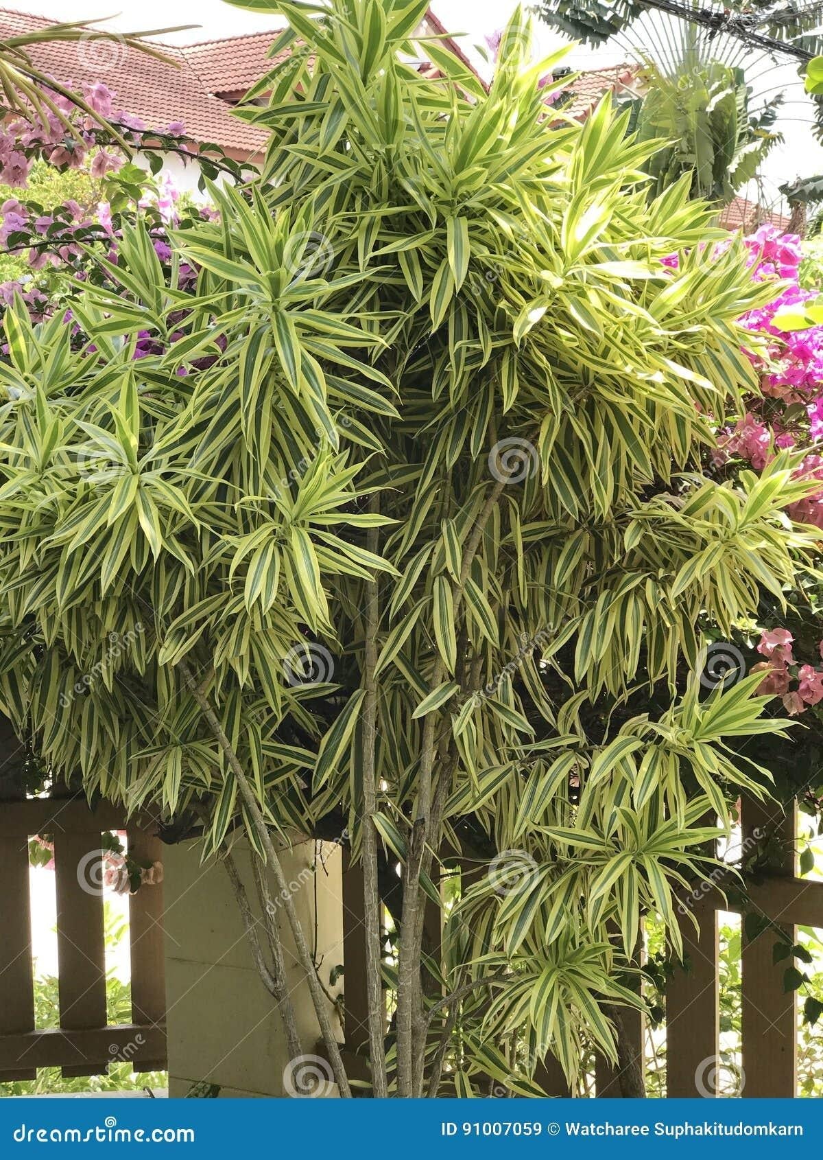 Dracaena Reflexa Song Of India - View 10 from www redcrocus com