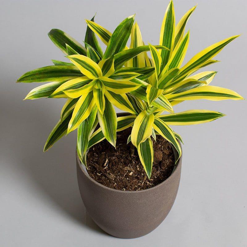 Dracaena Reflexa Song Of India - View 11 from www redcrocus com