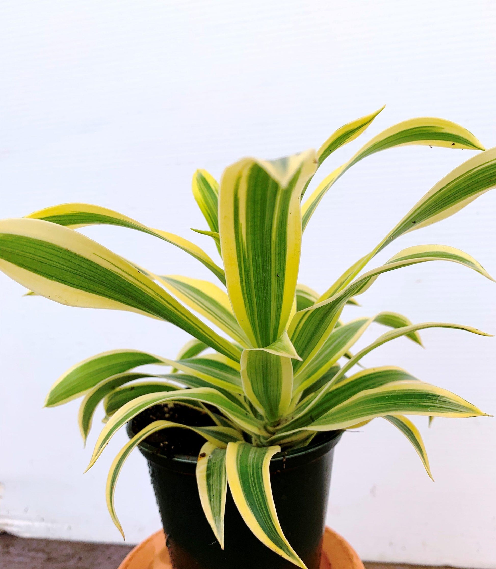 Dracaena Reflexa Song Of India - View 12 from www redcrocus com