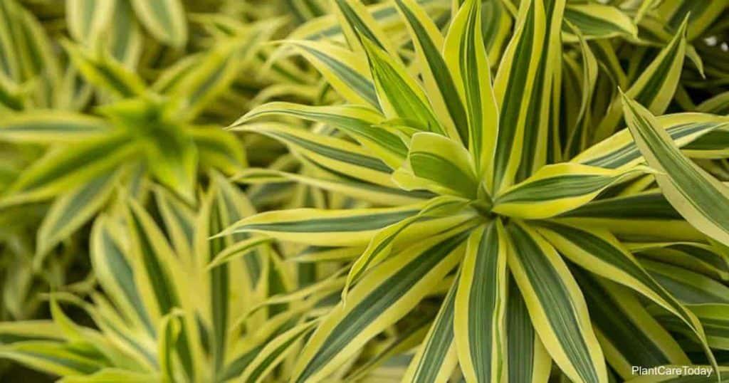 Dracaena Reflexa Song Of India - View 13 from www redcrocus com