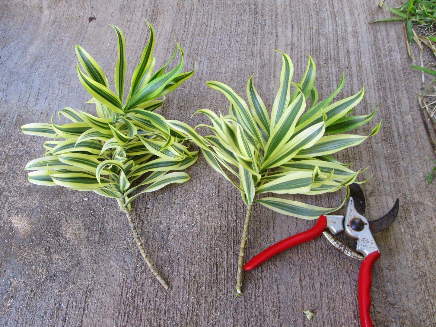 Dracaena Reflexa Song Of India - View 14 from www redcrocus com