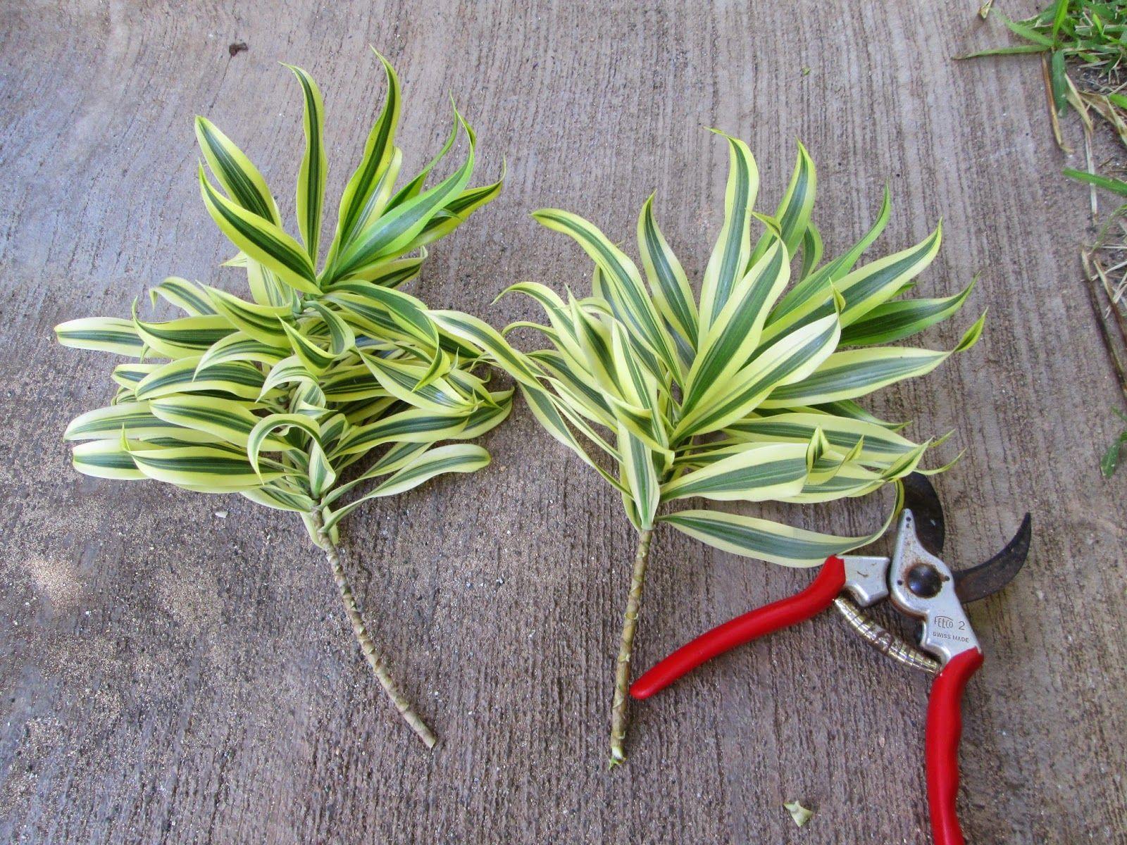 Dracaena Reflexa Song Of India - View 14 from www redcrocus com