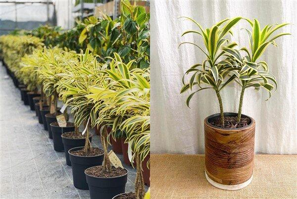 Dracaena Reflexa Song Of India - View 15 from www redcrocus com