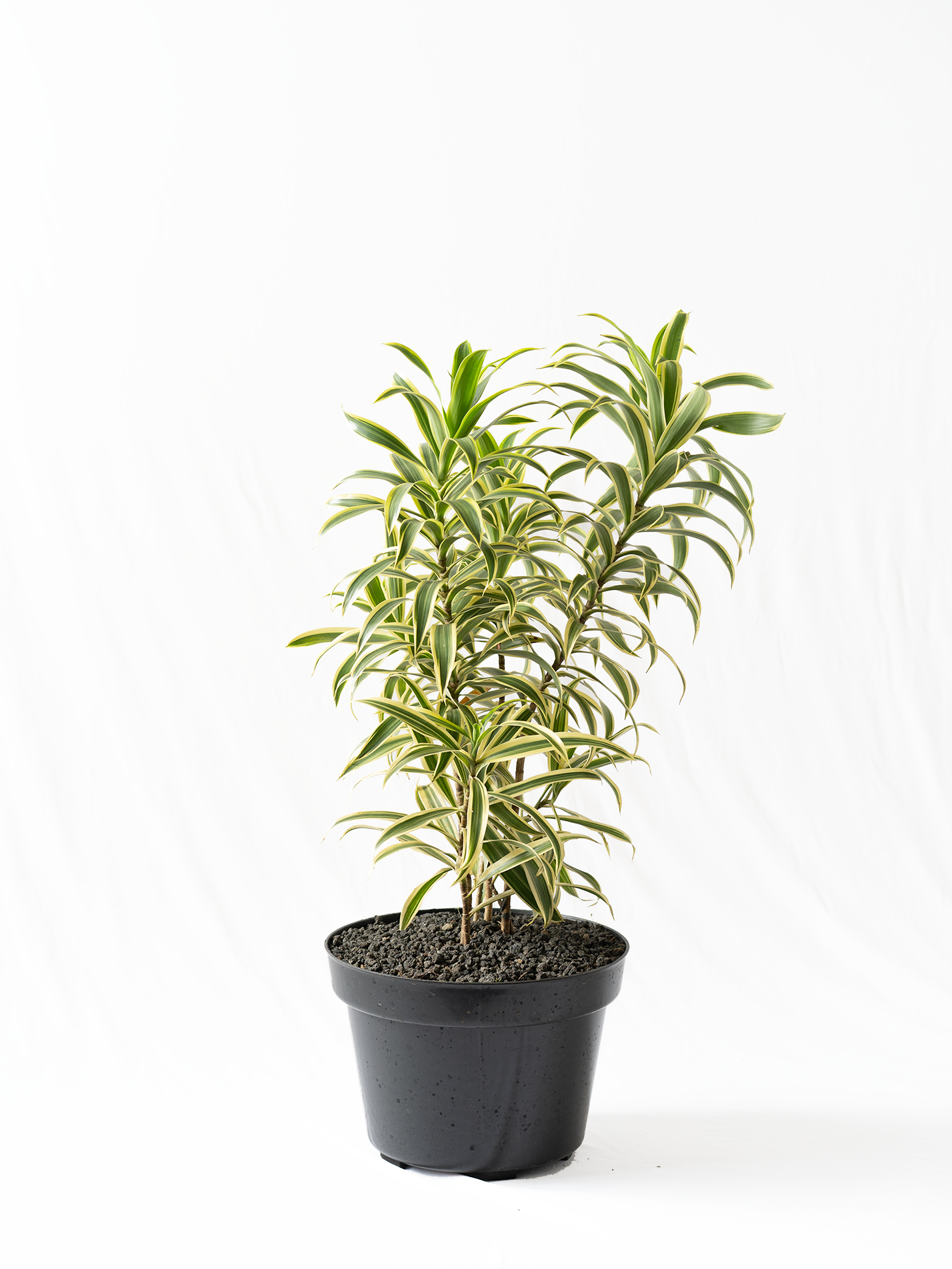 Dracaena Reflexa Song Of India - View 16 from www redcrocus com
