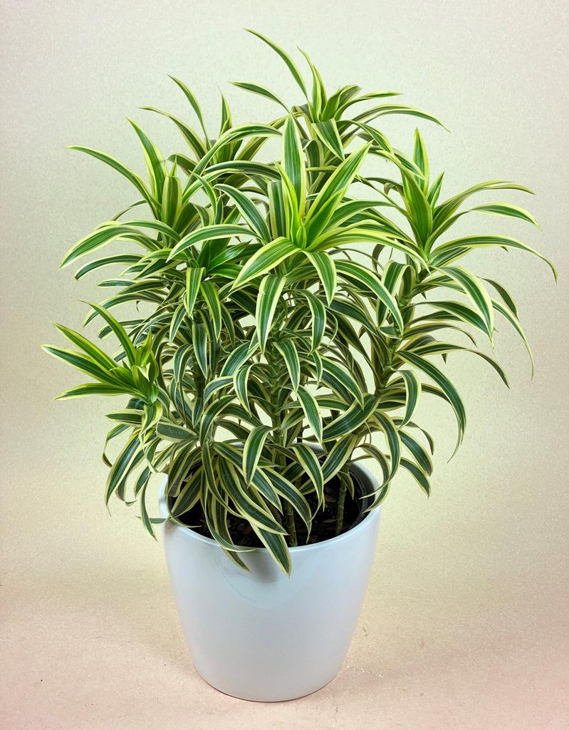 Dracaena Reflexa Song Of India - View 16 from www redcrocus com