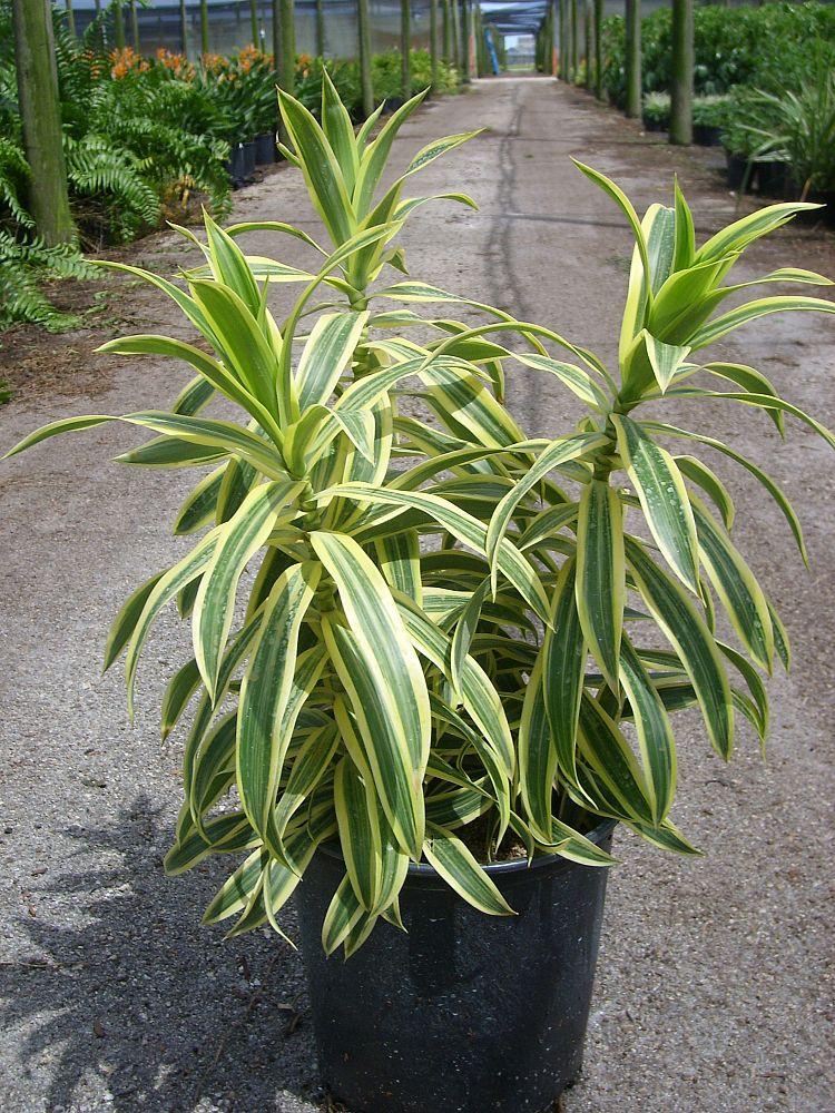 Dracaena Reflexa Song Of India - View 17 from www redcrocus com