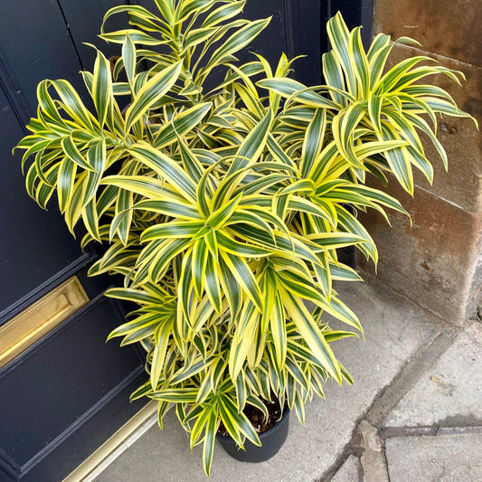Dracaena Reflexa Song Of India - View 1 from www redcrocus com