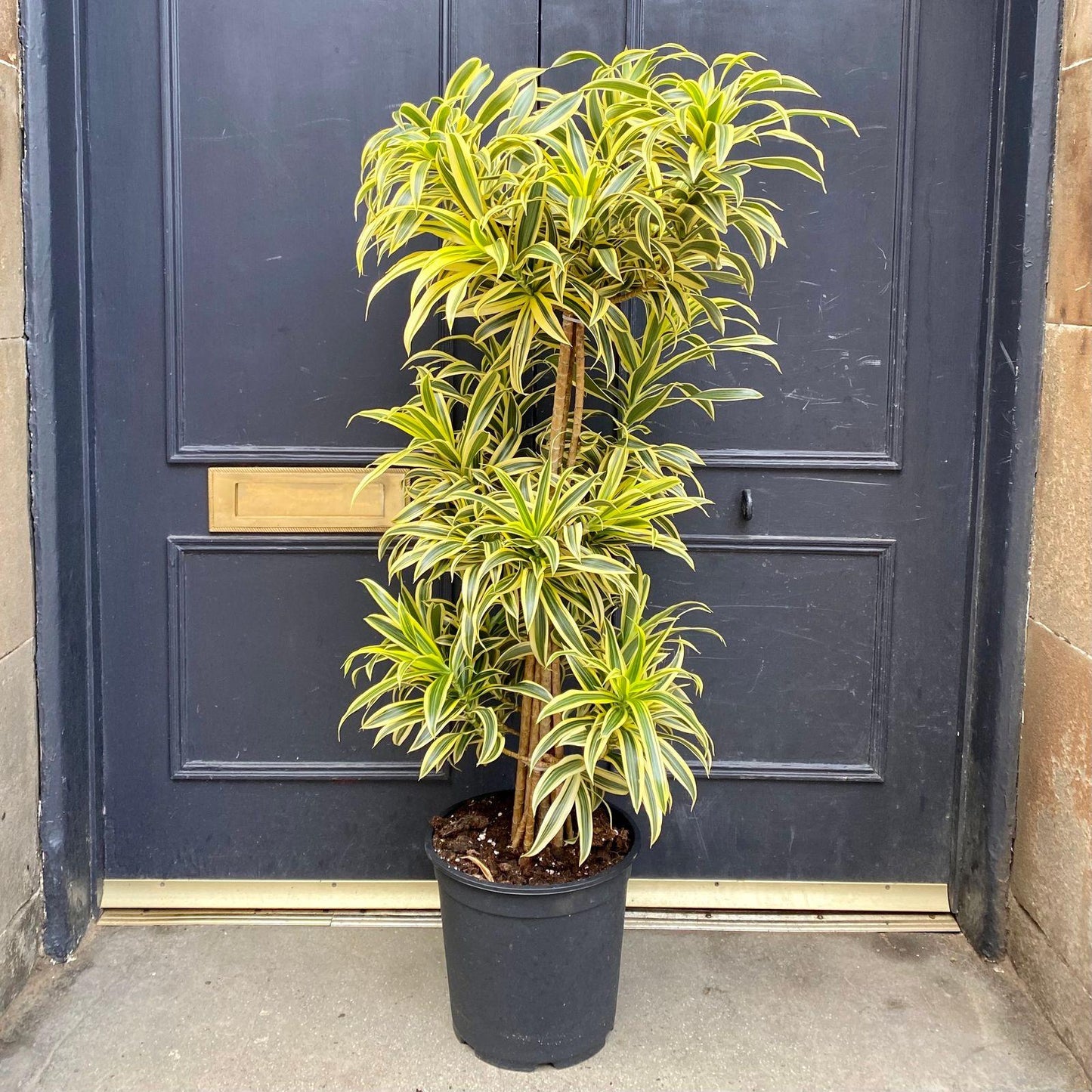 Dracaena Reflexa Song Of India - View 3 from www redcrocus com