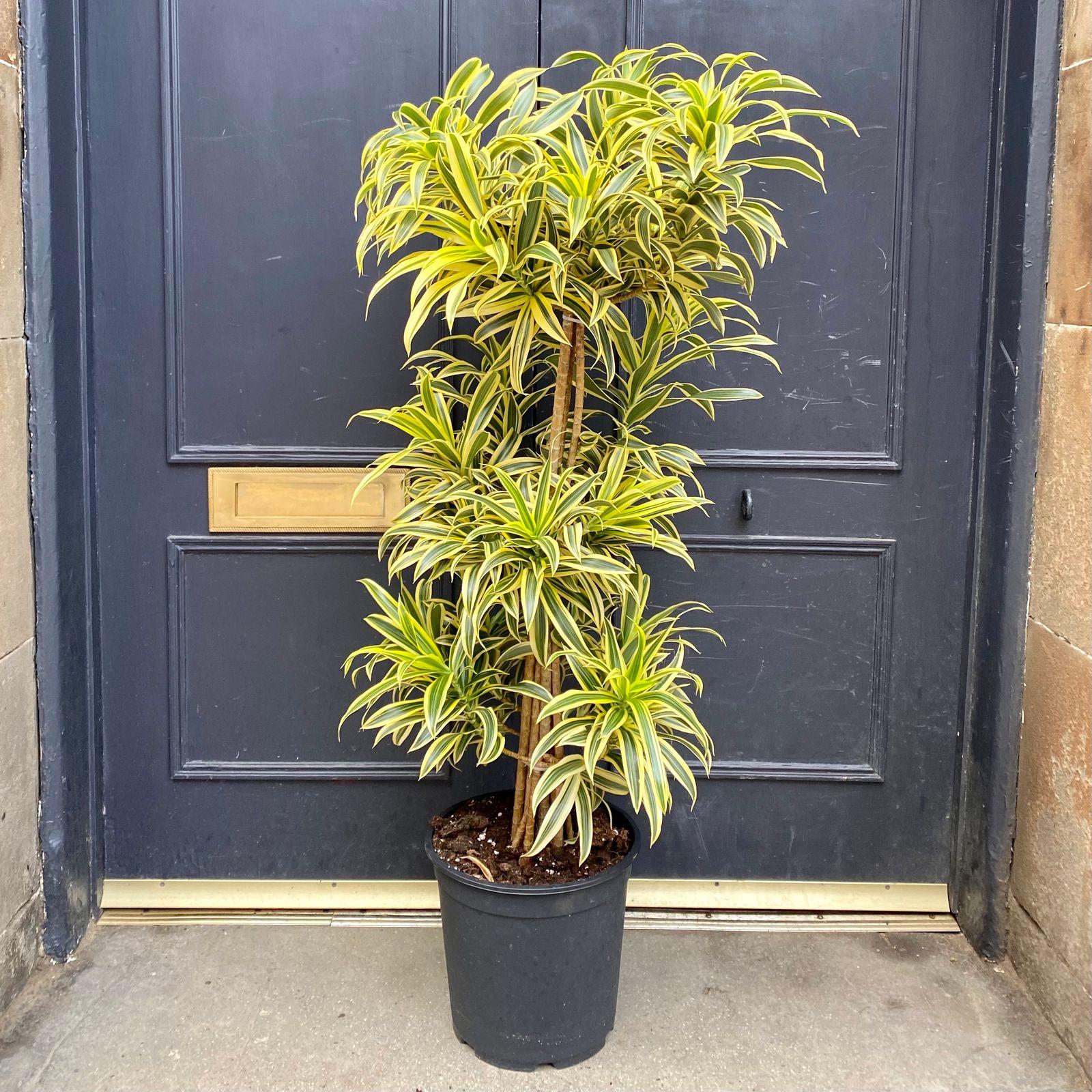 Dracaena Reflexa Song Of India - View 3 from www redcrocus com