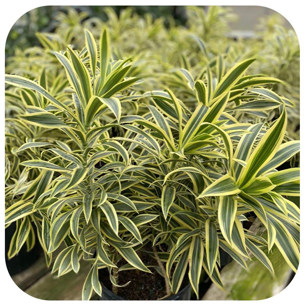 Dracaena Reflexa Song Of India - View 4 from www redcrocus com
