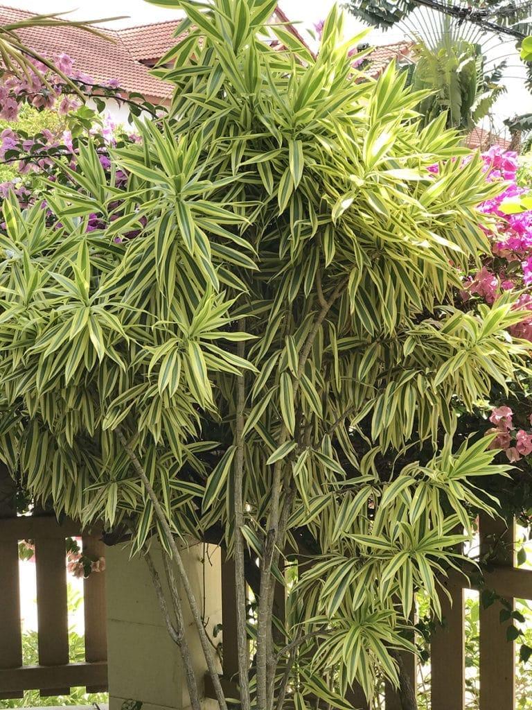 Dracaena Reflexa Song Of India - View 5 from www redcrocus com