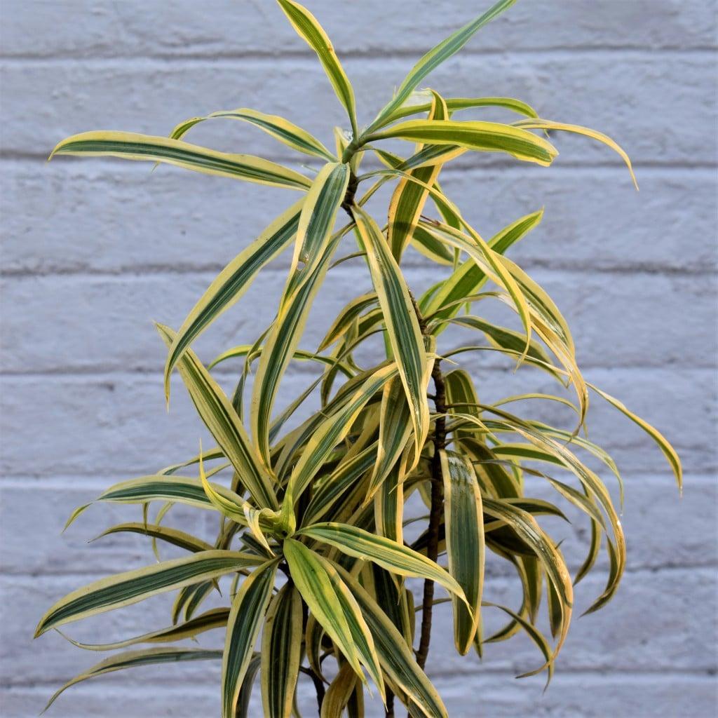 Dracaena Reflexa Song Of India - View 7 from www redcrocus com
