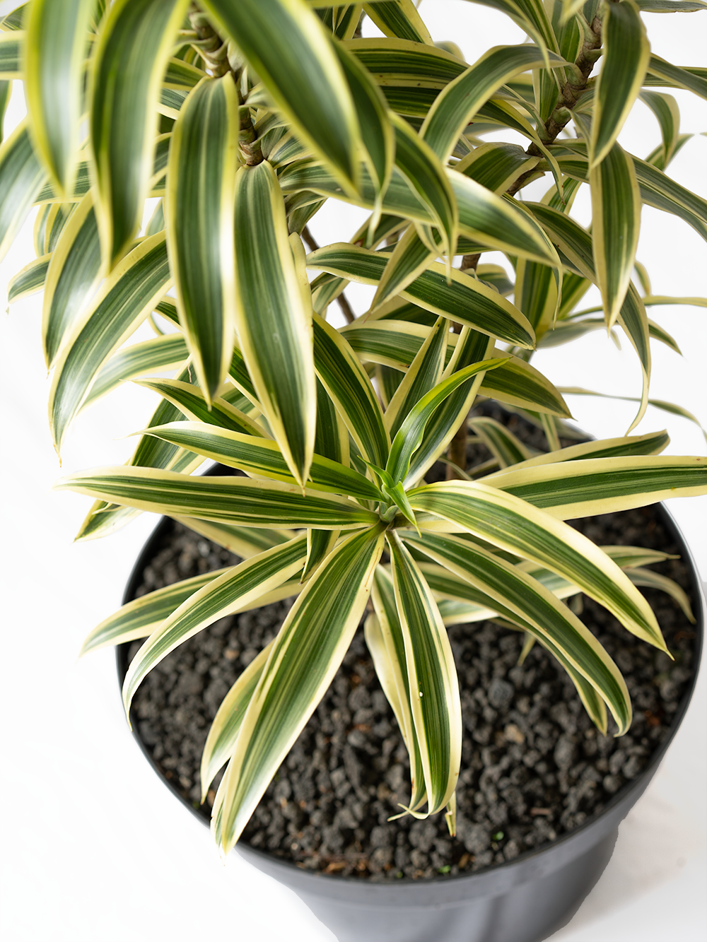 Dracaena Reflexa Song Of India - View 8 from www redcrocus com