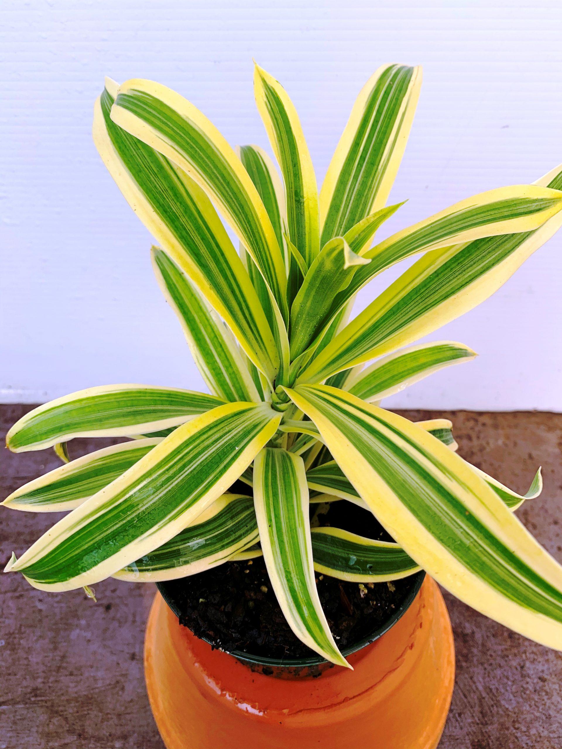 Dracaena Reflexa Song Of India - View 8 from www redcrocus com