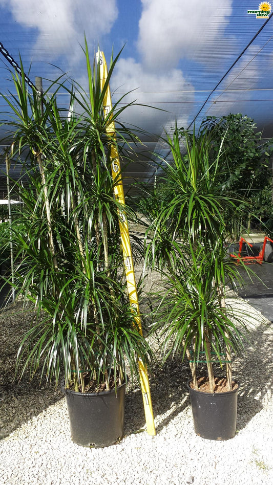 Dracaena Marginata Cut Back Staggered - View 12 from www redcrocus com