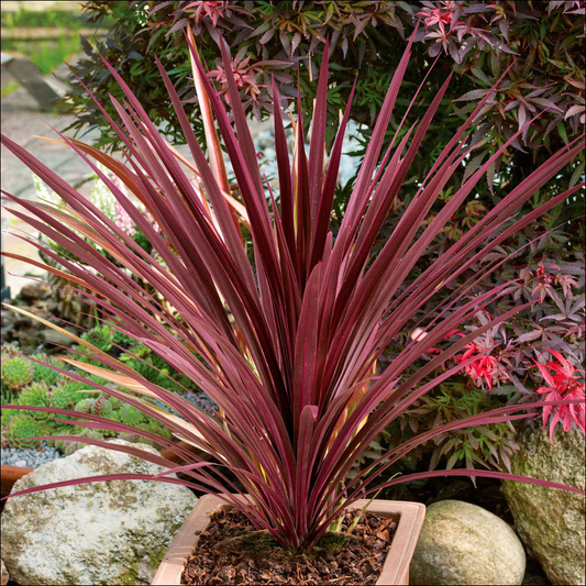 Cordyline Australis Red Star - View 1 from www redcrocus com