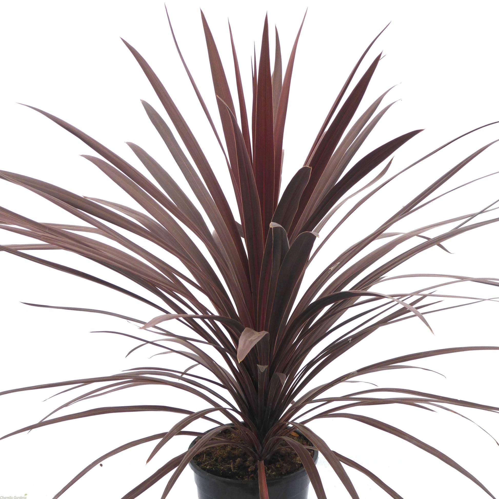 Cordyline Australis Red Star - View 4 from www redcrocus com