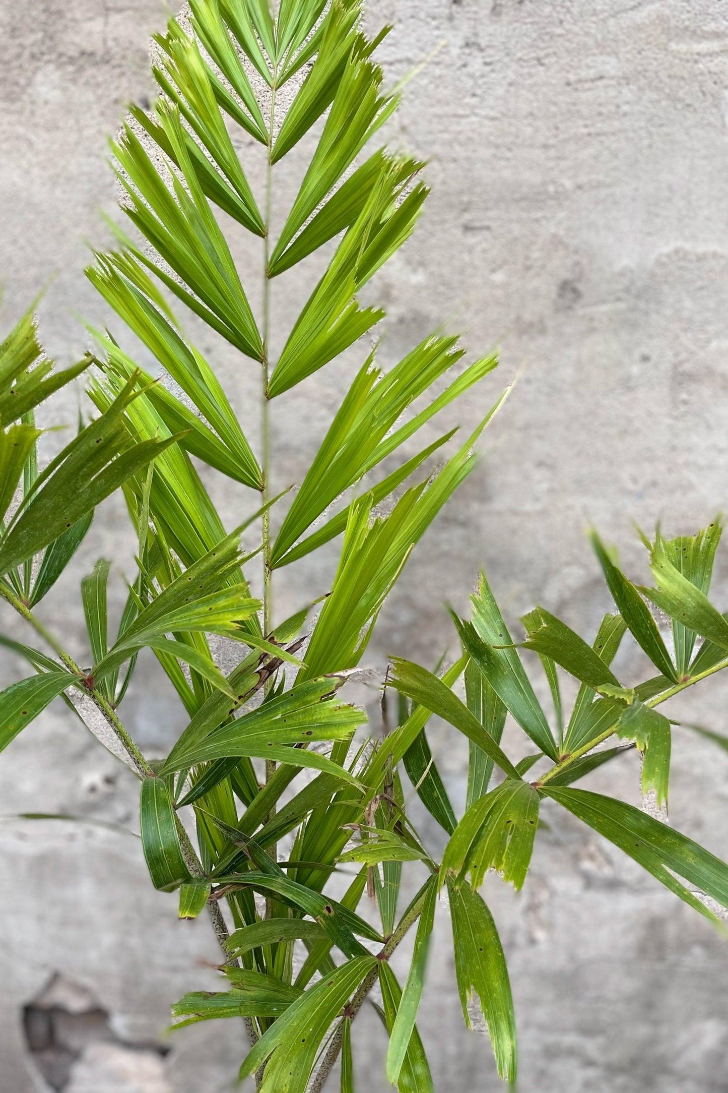 Palm, Wodyetia Bifurcata Triple - View 10 from www redcrocus com