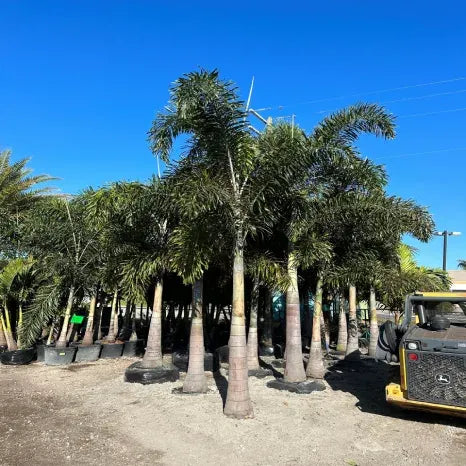 Palm, Wodyetia Bifurcata Triple - View 11 from www redcrocus com