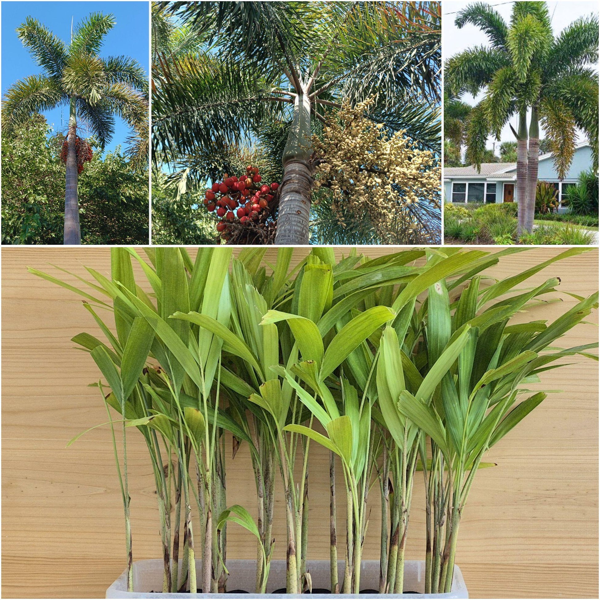 Palm, Wodyetia Bifurcata Triple - View 12 from www redcrocus com