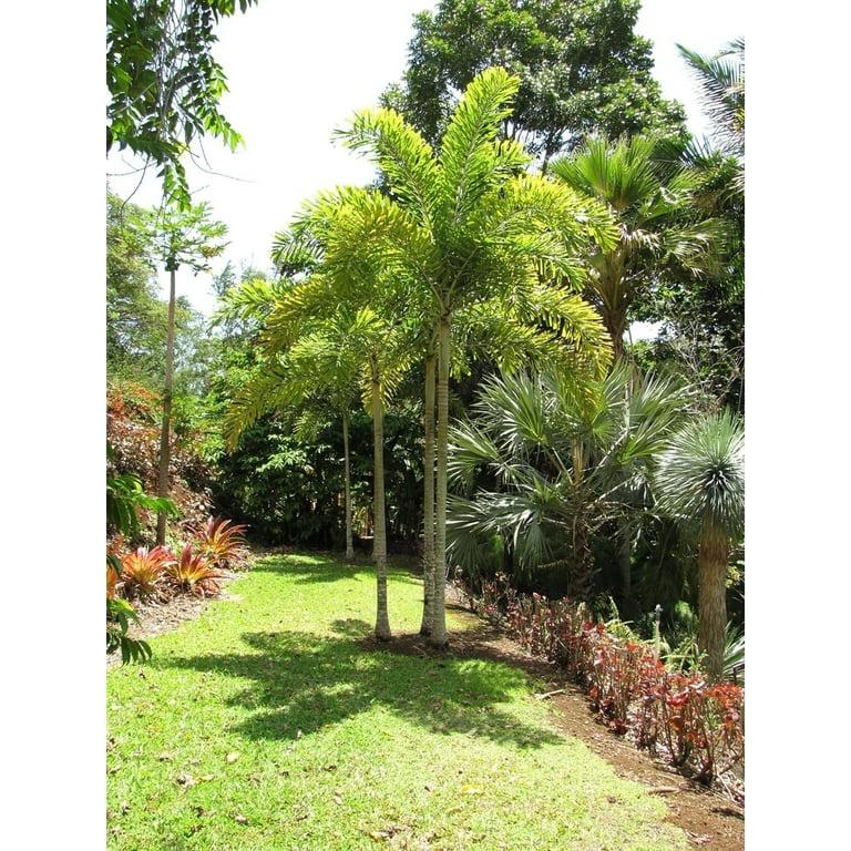 Palm, Wodyetia Bifurcata Triple - View 14 from www redcrocus com
