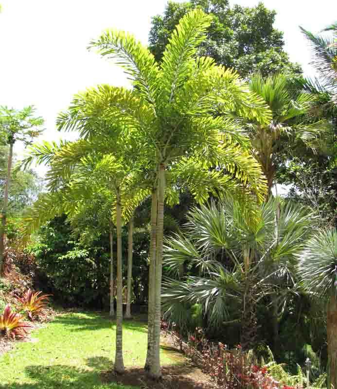 Palm, Wodyetia Bifurcata Triple - View 16 from www redcrocus com