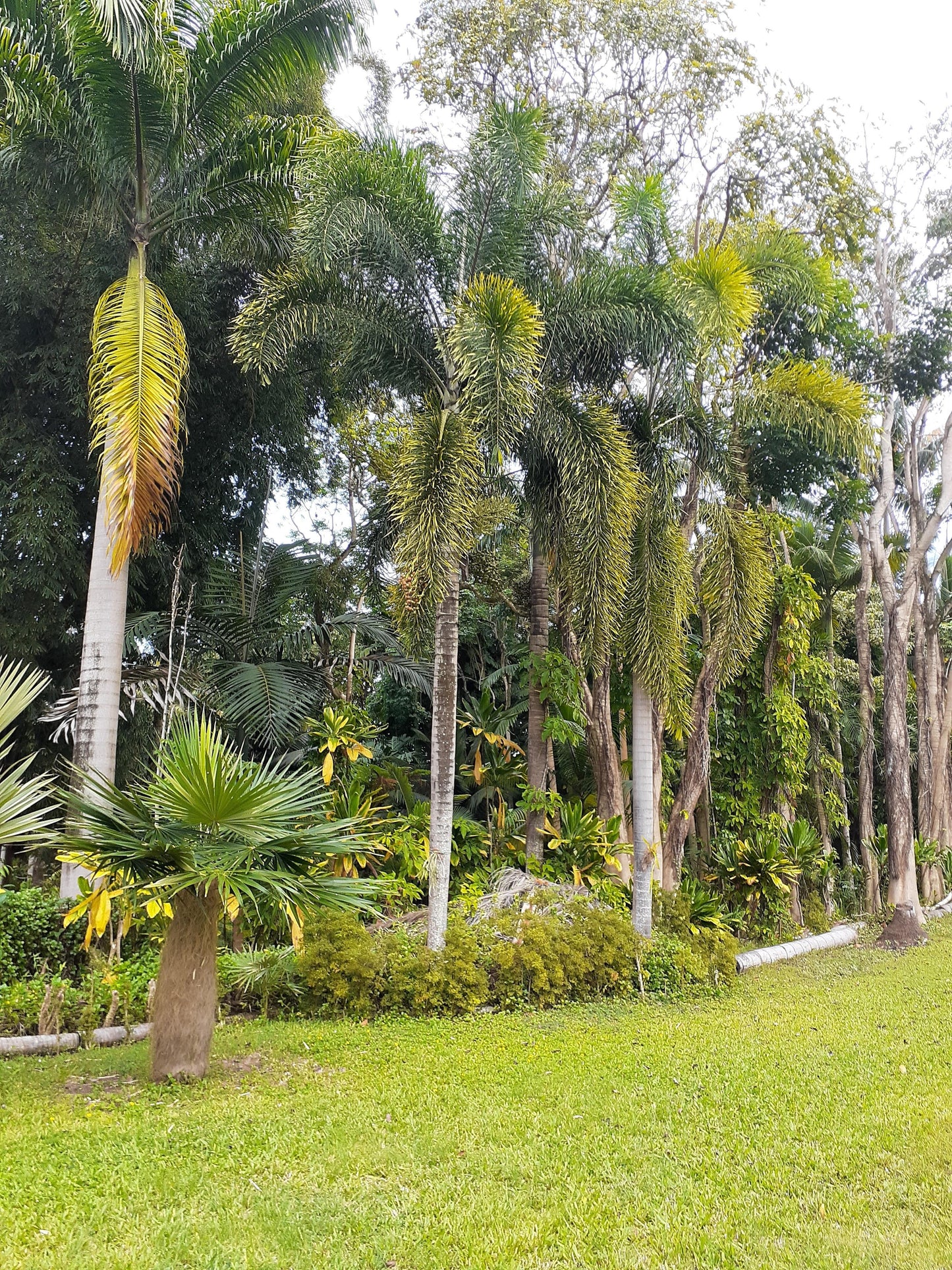 Palm, Wodyetia Bifurcata Triple - View 18 from www redcrocus com