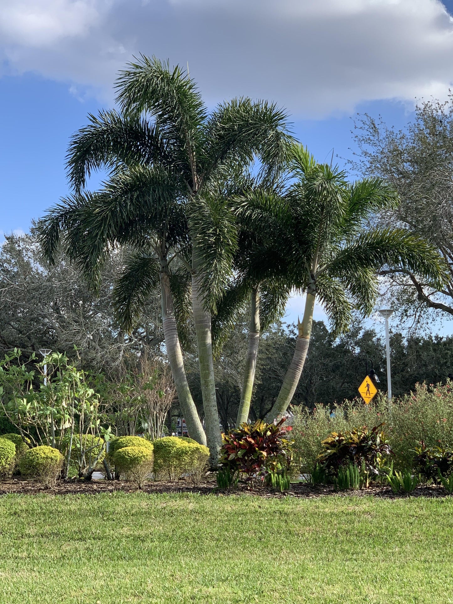 Palm, Wodyetia Bifurcata Triple - View 19 from www redcrocus com